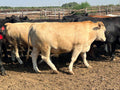 Finch Farms cattle
