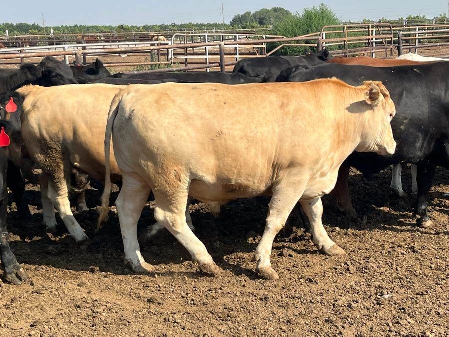 Finch Farms cattle