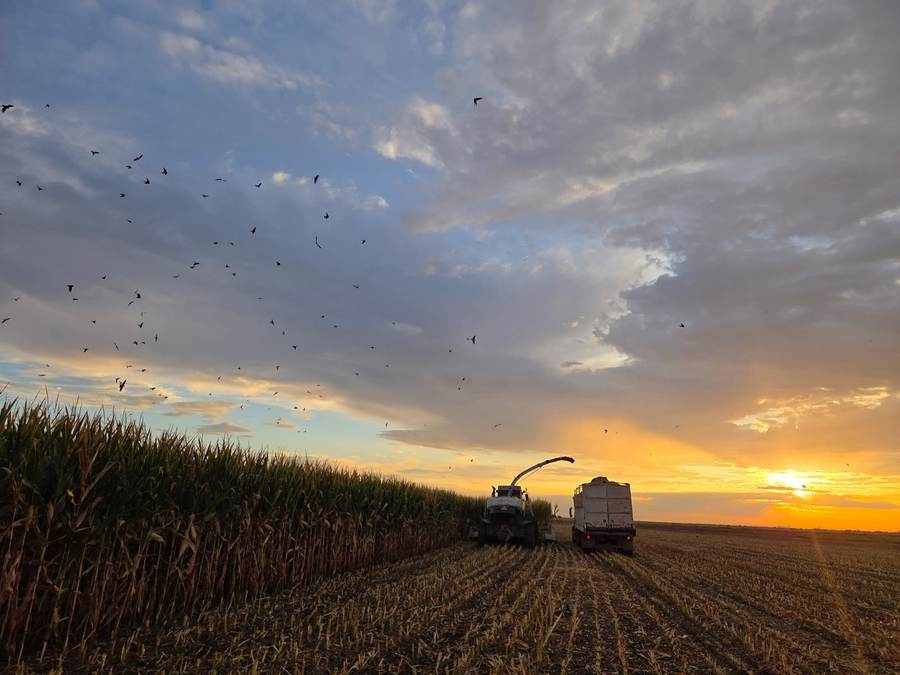 Harvest on the Finch ranch