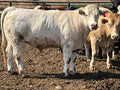 Finch Farms steers in Roswell, NM