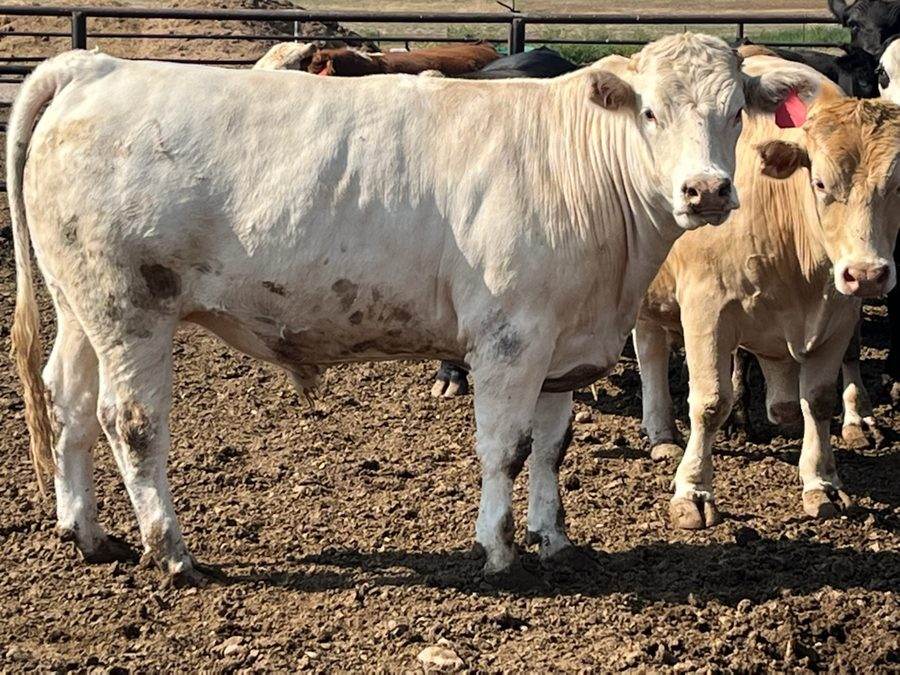 Steer on the ranch